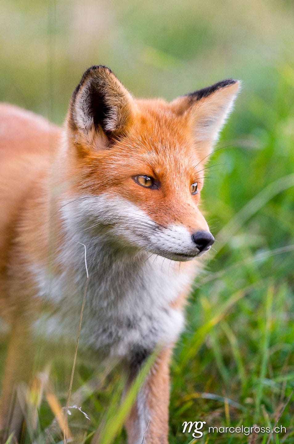 . Redfox in Shiretoko National Park, Hokkaido. Marcel Gross Photography