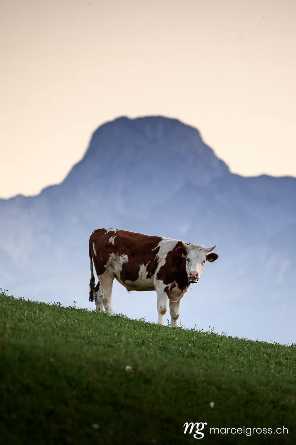 . . Marcel Gross Photography