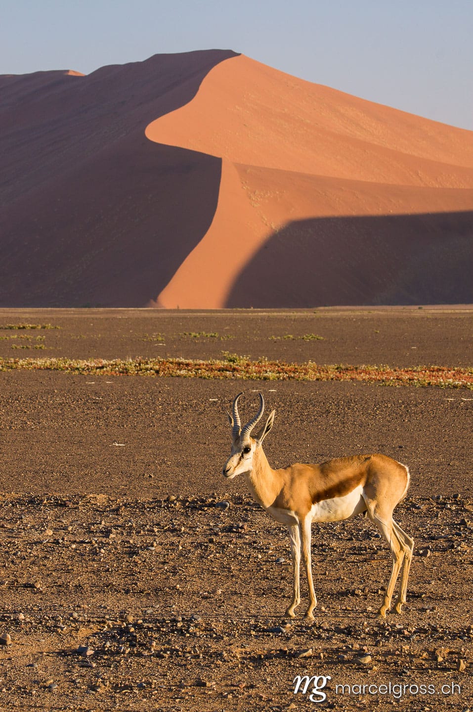. springbock in Sossusvlei. Marcel Gross Photography