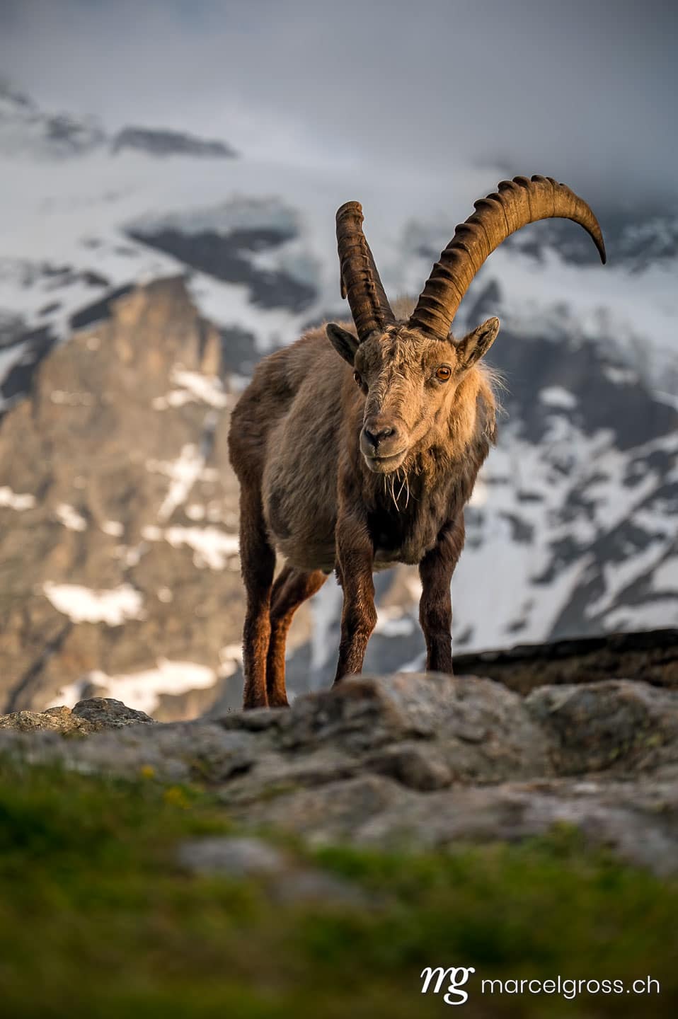 impressive male ibex in the bernese alps. Taken by Marcel Gross Photography