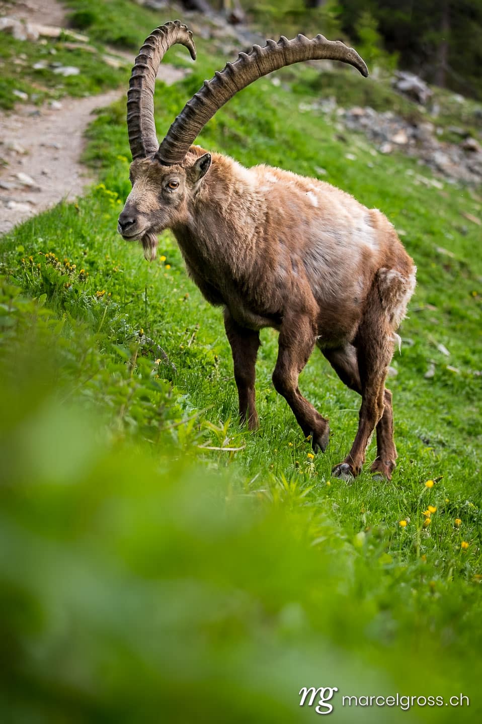 Steinbock Bilder. Begegnung beim Wandern mit einem wilden, männlichem Alpensteinbock im Engadin. Marcel Gross Photography