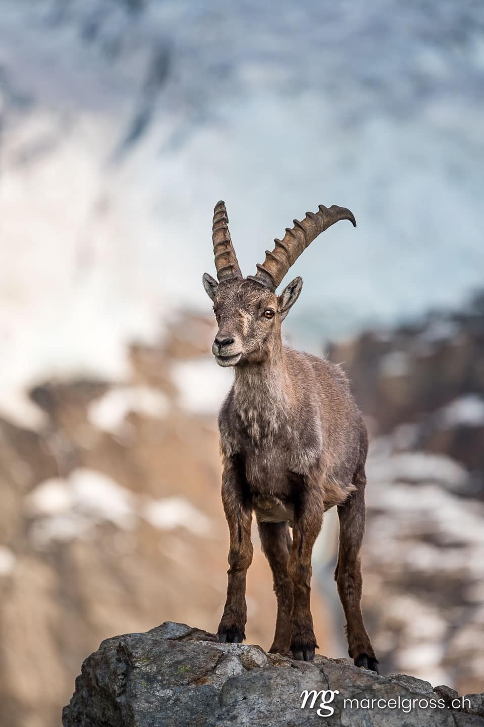 group of alpine ibex in front of a glacier, Grindelwald. Taken by Marcel Gross Photography