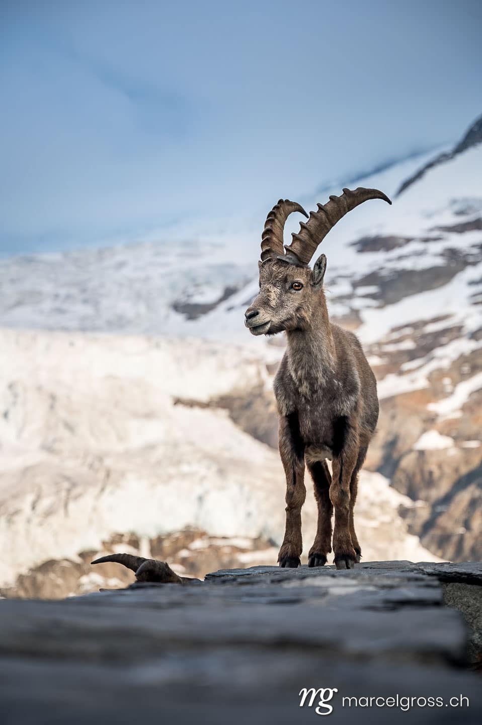 Steinbock Bilder. group of alpine ibex in front of a glacier, Grindelwald. Marcel Gross Photography