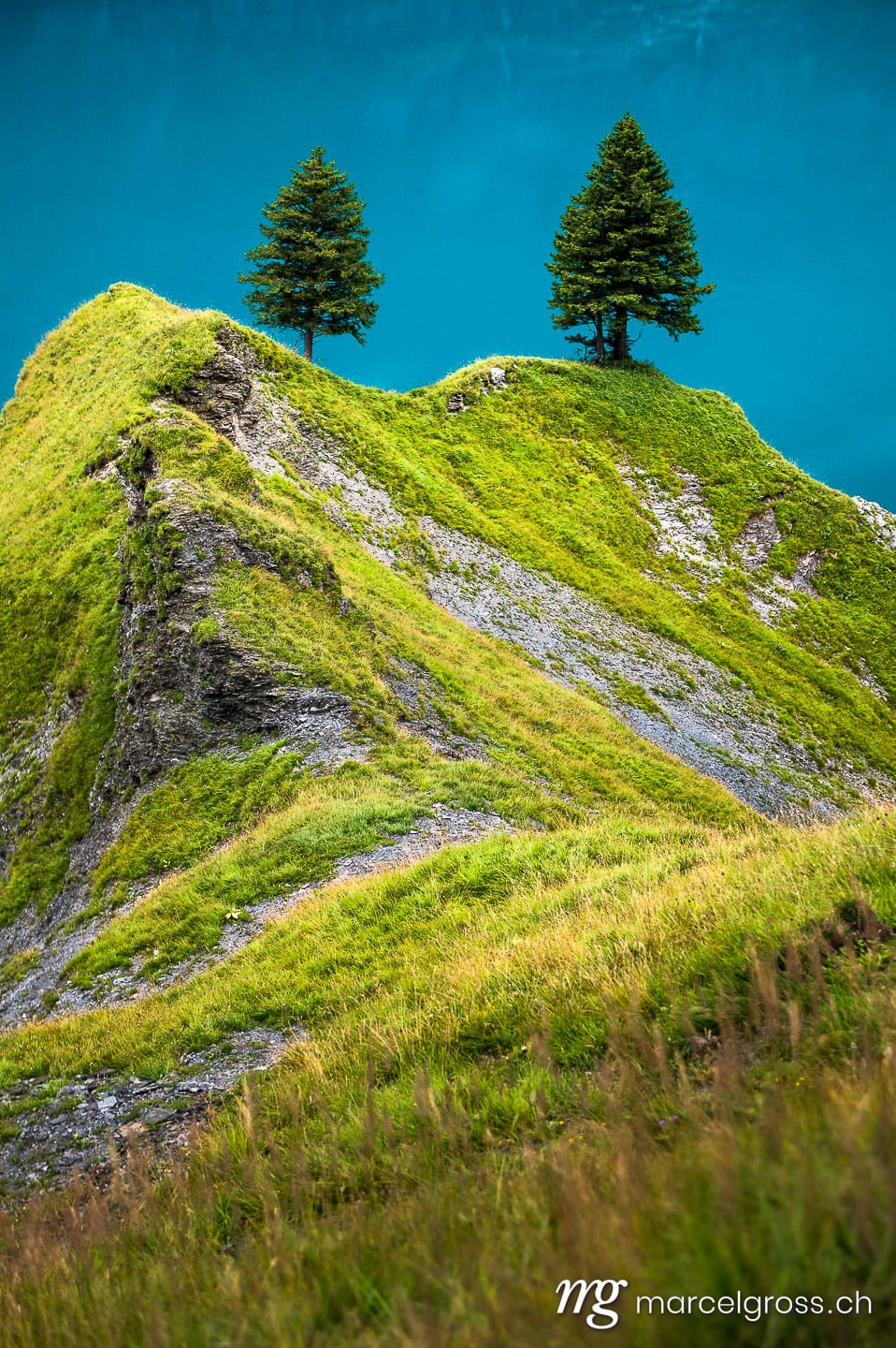 . two fir trees hight above the turquoise Lake Oeschinensee near Kandersteg. Marcel Gross Photography