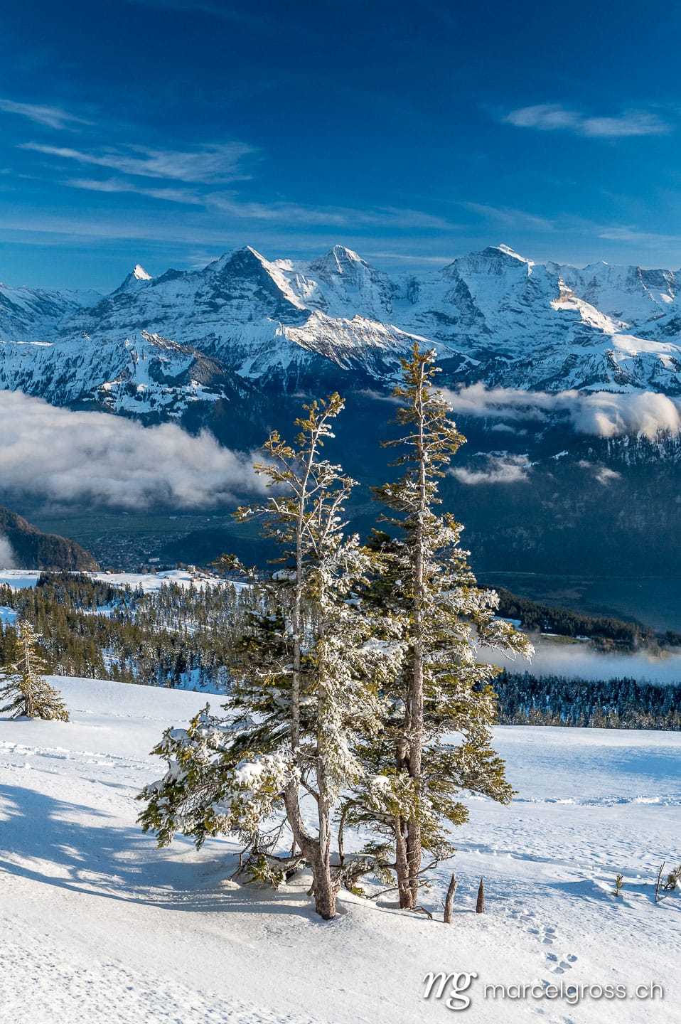 . two fir trees in the Bernese Alps with Eiger, Mönch and Jungfrau. Marcel Gross Photography