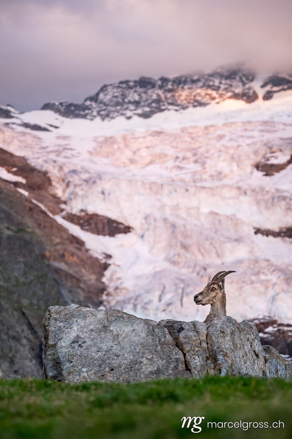 ibex in front of glacier at sunset in the bernese alps. Taken by Marcel Gross Photography