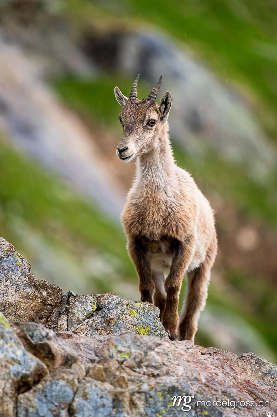 Steinbock Bilder. a curious ibex fawn standing on a rock in the bernese alps. Marcel Gross Photography