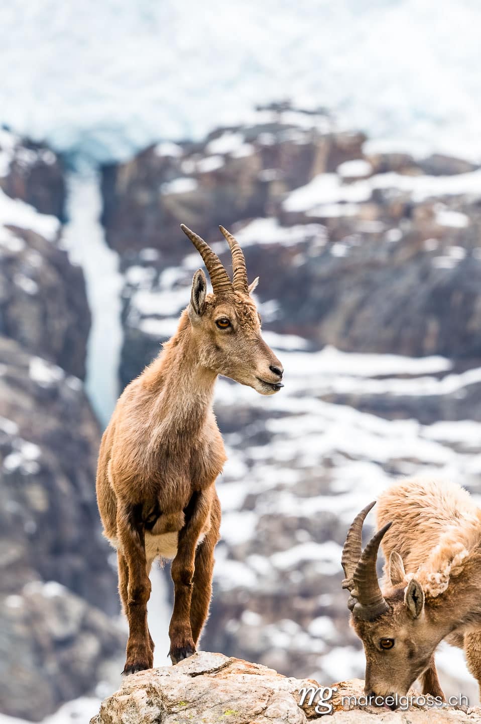 Steinbock Bilder. ibex in front of a glacier in the bernese alps. Marcel Gross Photography
