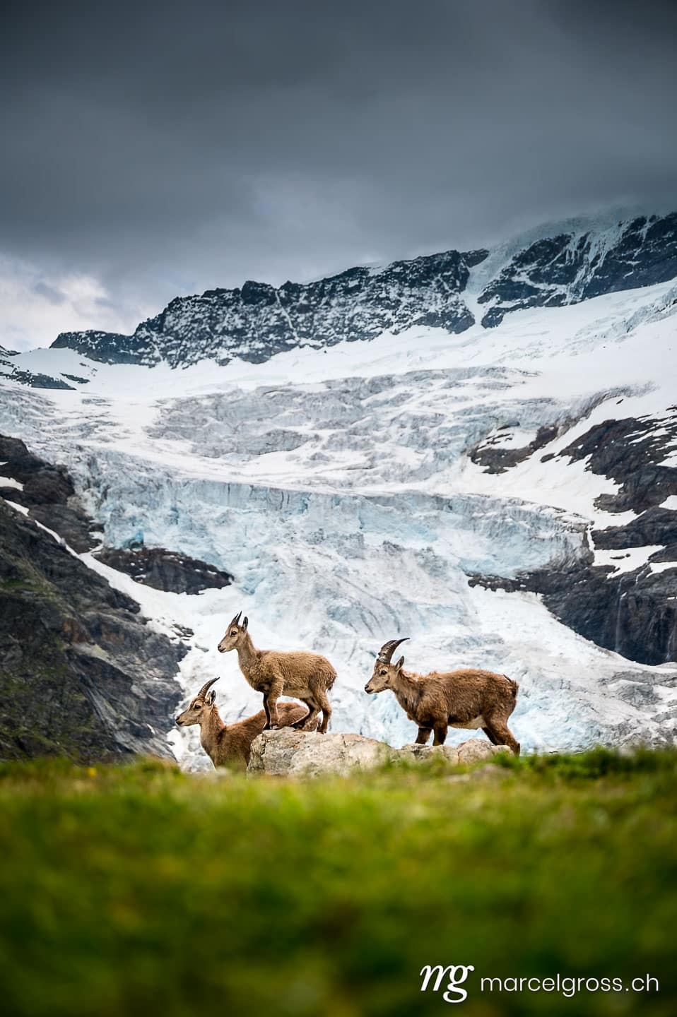 ibex in front of a glacier in the Bernese Alps. Taken by Marcel Gross Photography