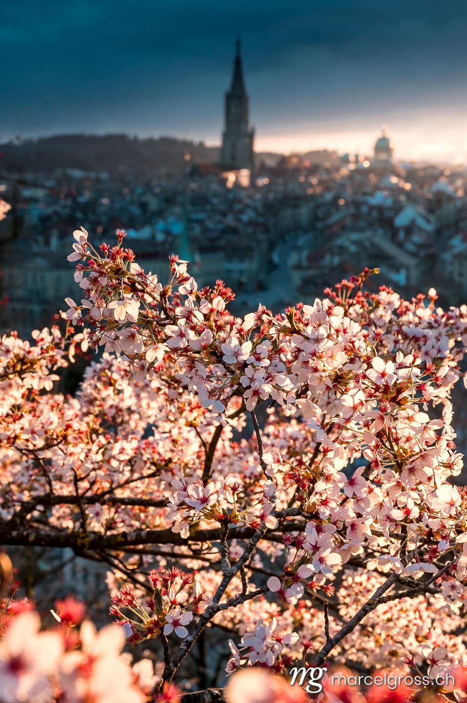 Bern Bilder. sunset durign cherry blossom in Bern seen from Rosengarten. Marcel Gross Photography