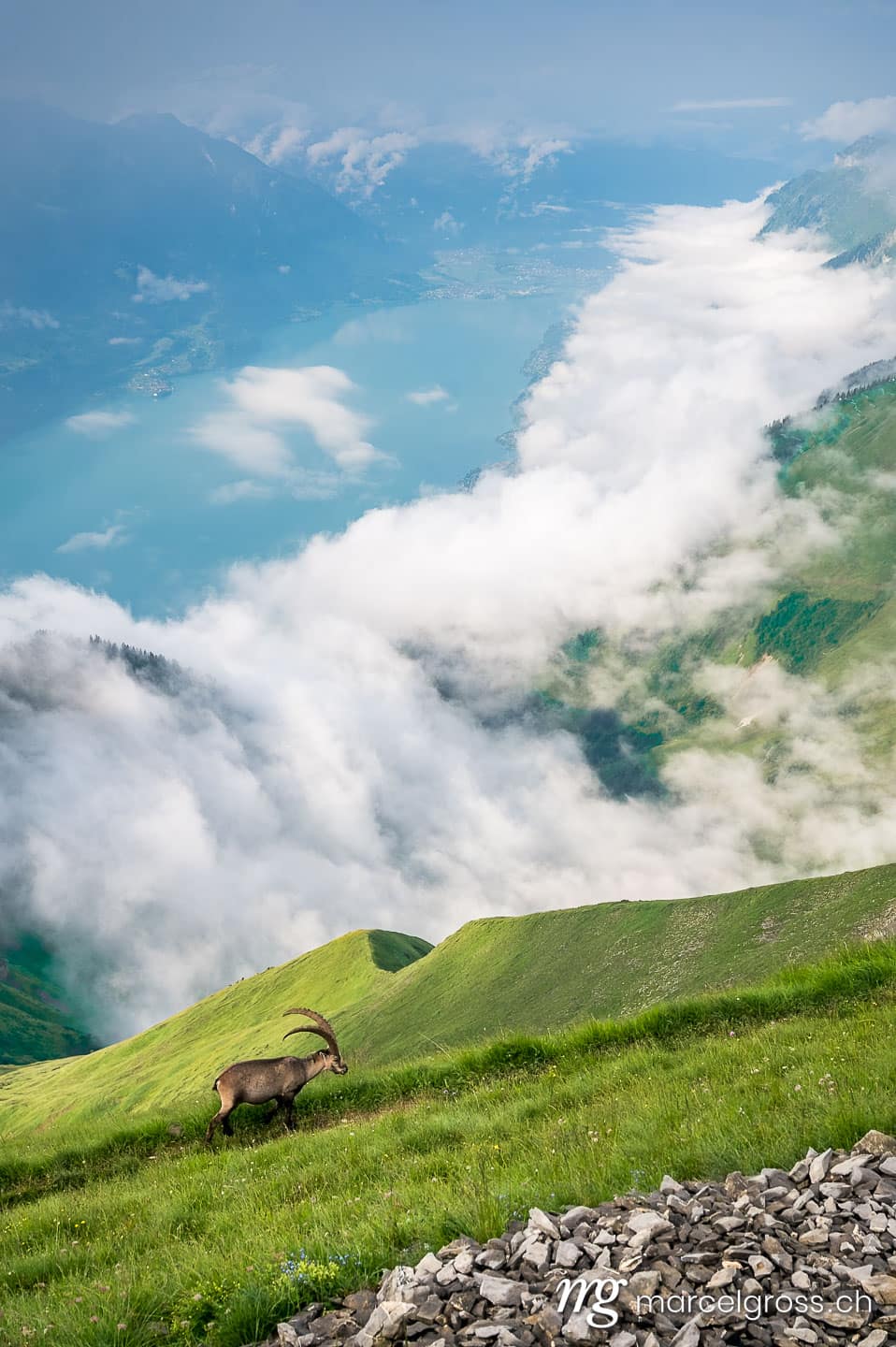 Steinbock Bilder. giant alpine ibex (capra ibex) high above Lake Brienz in Berner Oberland. Marcel Gross Photography
