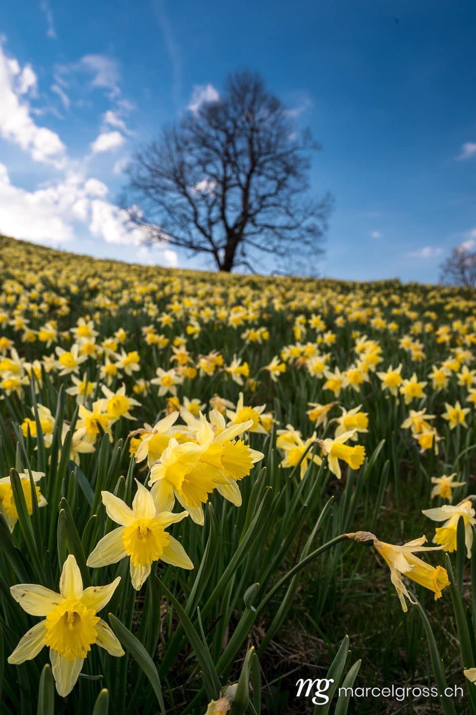 Frühlingsbilder Schweiz. . Marcel Gross Photography