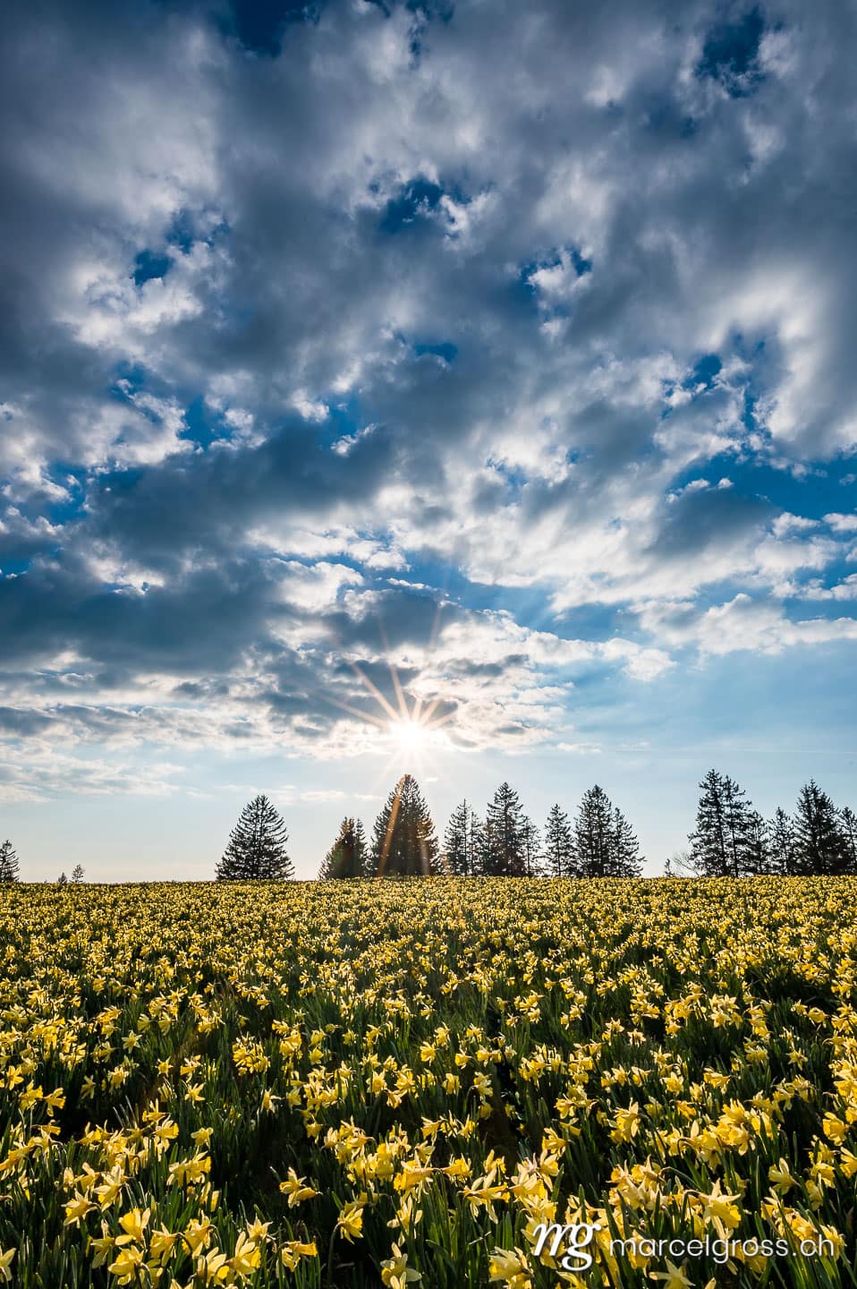 . Jura Narzisse im Sonnenuntergang. Marcel Gross Photography