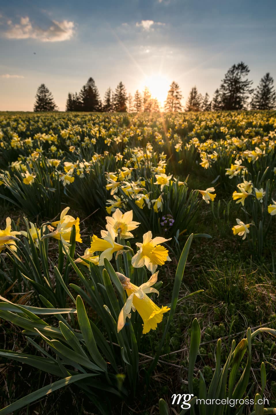 Jura Bilder. Jura Narzisse im Sonnenuntergang. Marcel Gross Photography