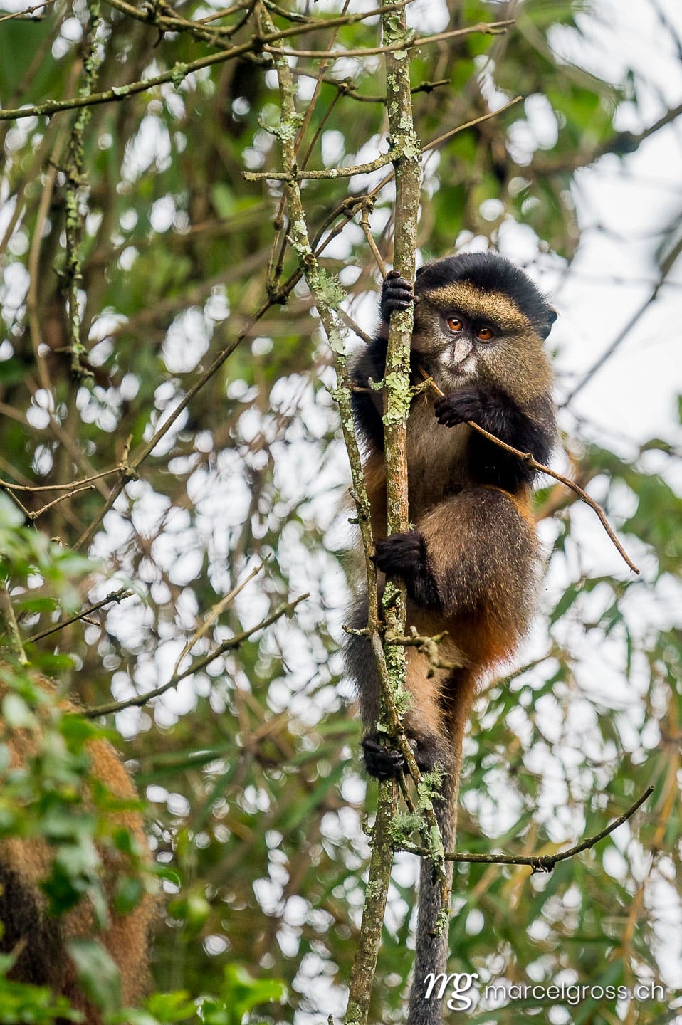 Uganda Bilder. cute young golden monkey (Cercopithecus kandti) in Mgahinga Gorilla National Park. Marcel Gross Photography