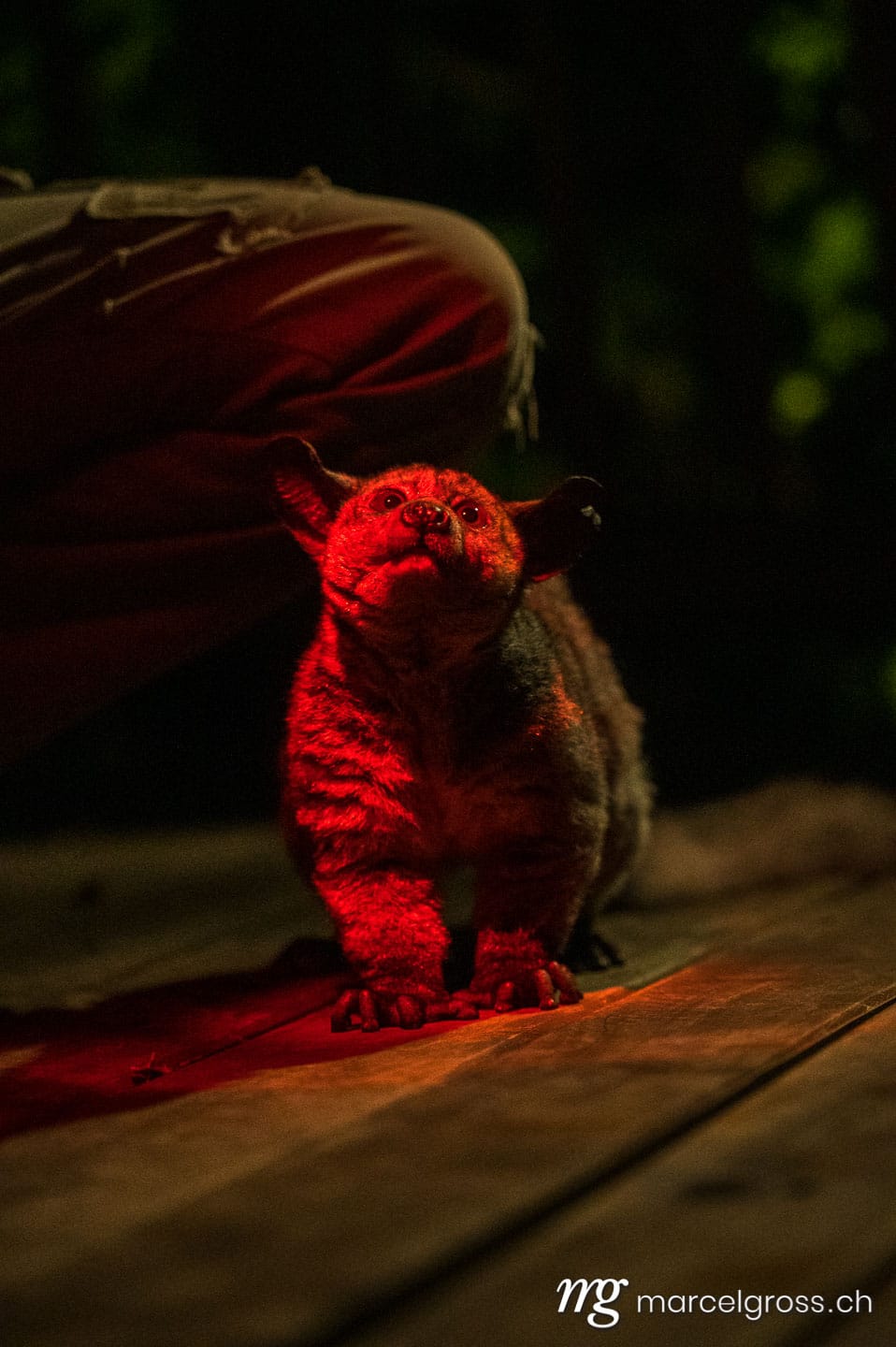 Uganda Bilder. nocturnal greater galago at night in Lake Mburo National Park, Uganda. Marcel Gross Photography