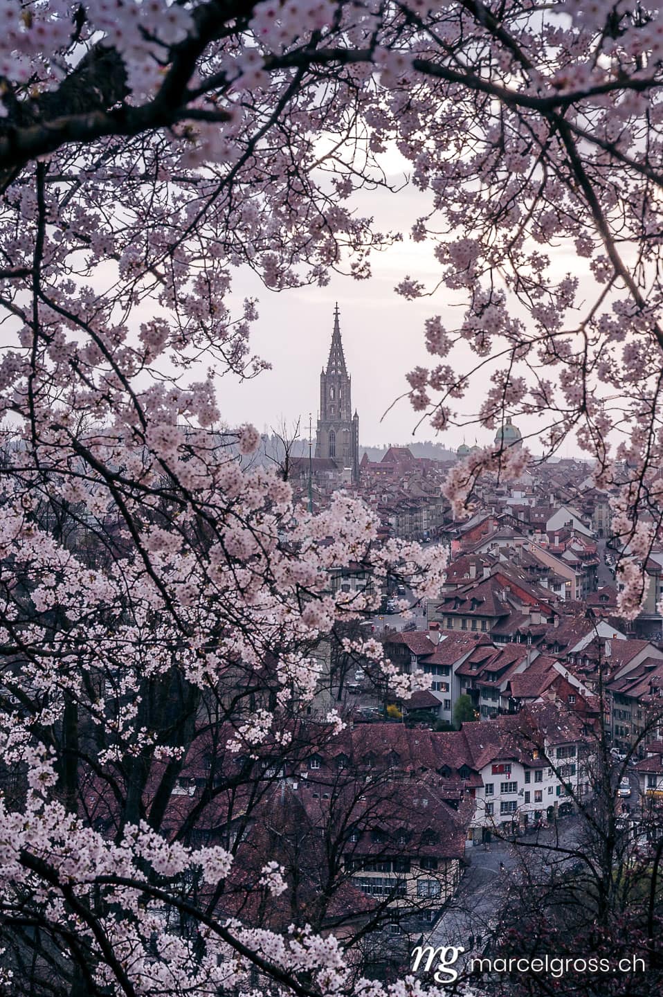 Bern Bilder. historic clocktower of Berner Münster during scenic cherry blossom in Rosengarten. Marcel Gross Photography