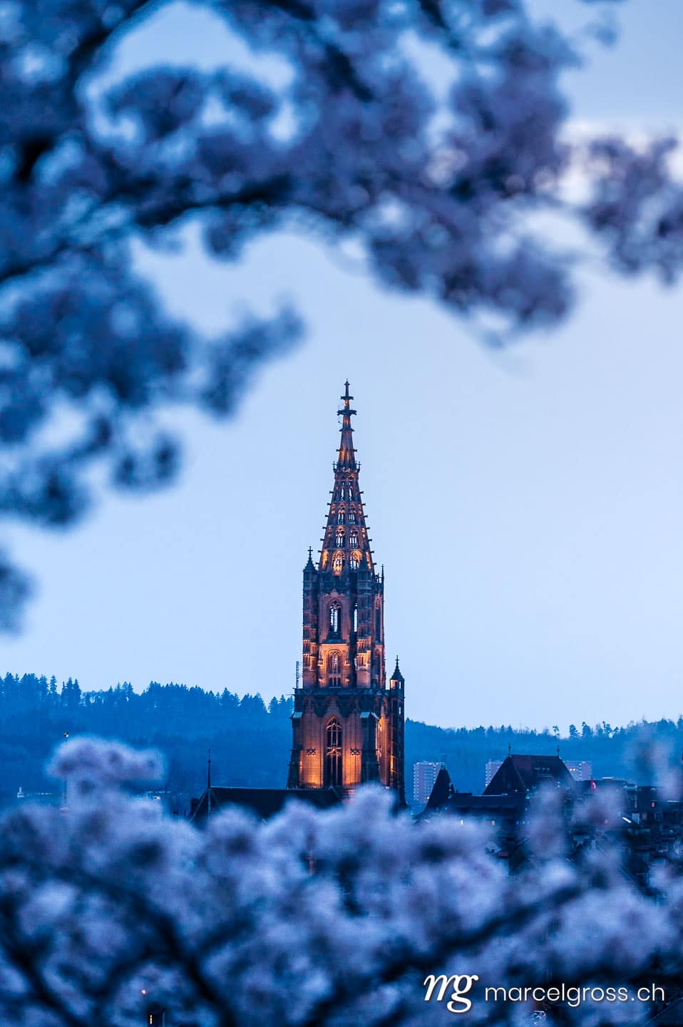 Bern Bilder. historic clocktower of Berner Münster during scenic cherry blossom in Rosengarten at blue hour. Marcel Gross Photography