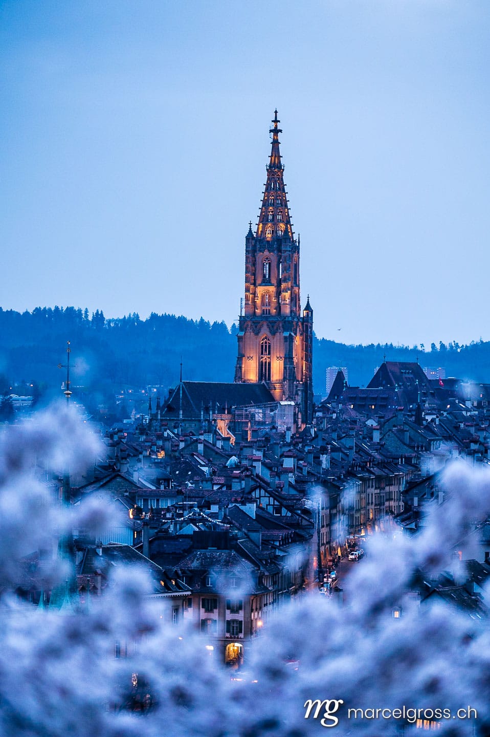 Bern Bilder. historic clocktower of Berner Münster during scenic cherry blossom in Rosengarten at blue hour. Marcel Gross Photography