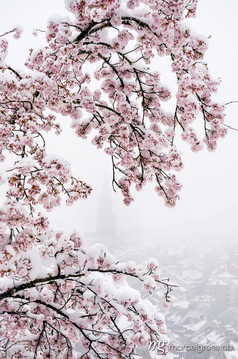 . onset of winter over the oldtown of Bern during cherry blossom. Marcel Gross Photography
