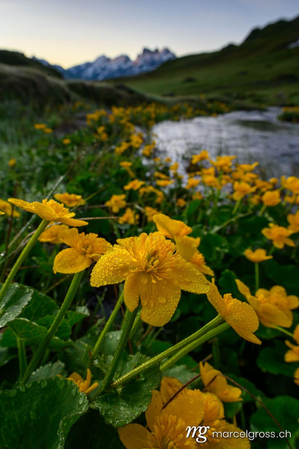 Sommerbilder Schweiz. mountain creek with yellow flowers and Mount Titlis in the distance in Melchsee-Frutt. Marcel Gross Photography