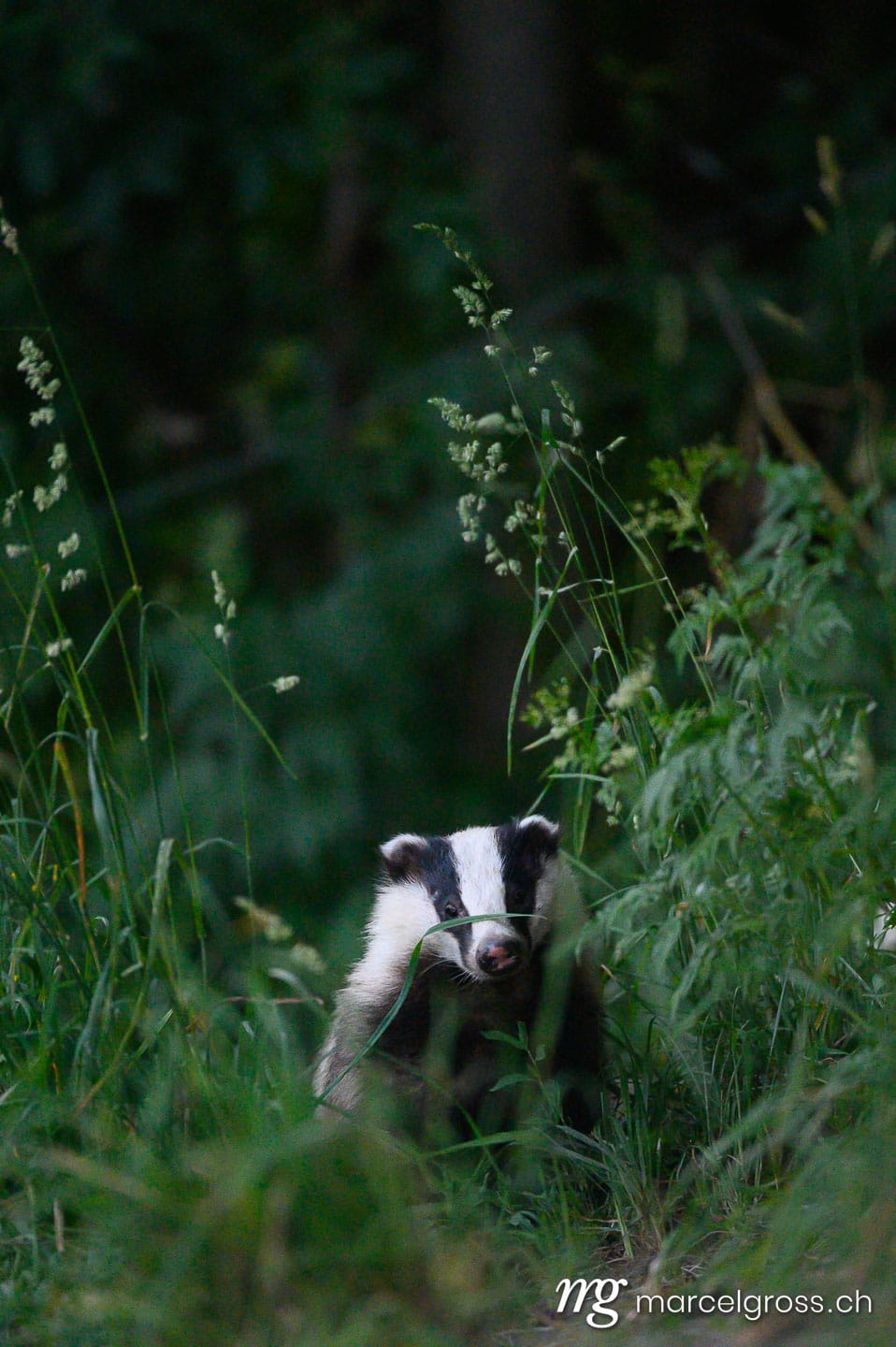 . . Marcel Gross Photography