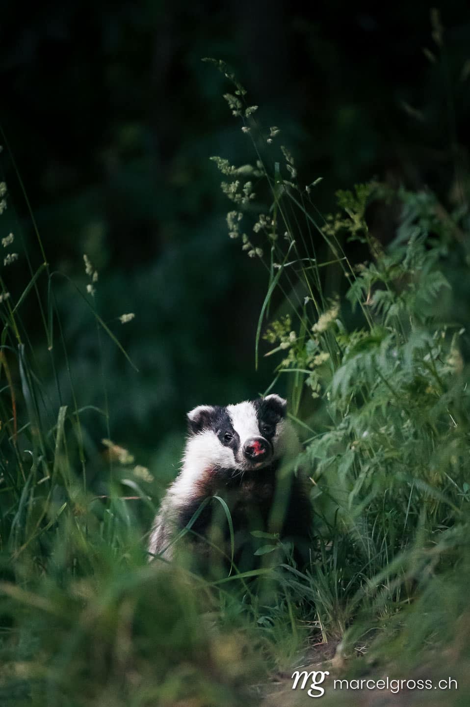 . . Marcel Gross Photography