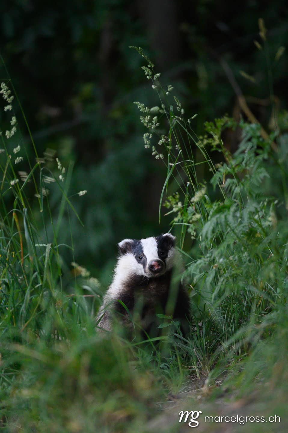 . . Marcel Gross Photography