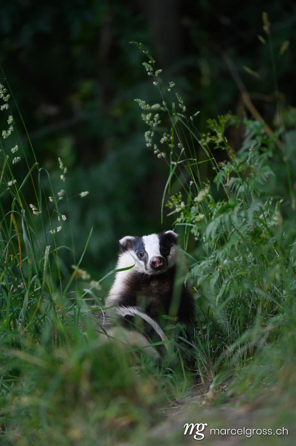 . . Marcel Gross Photography