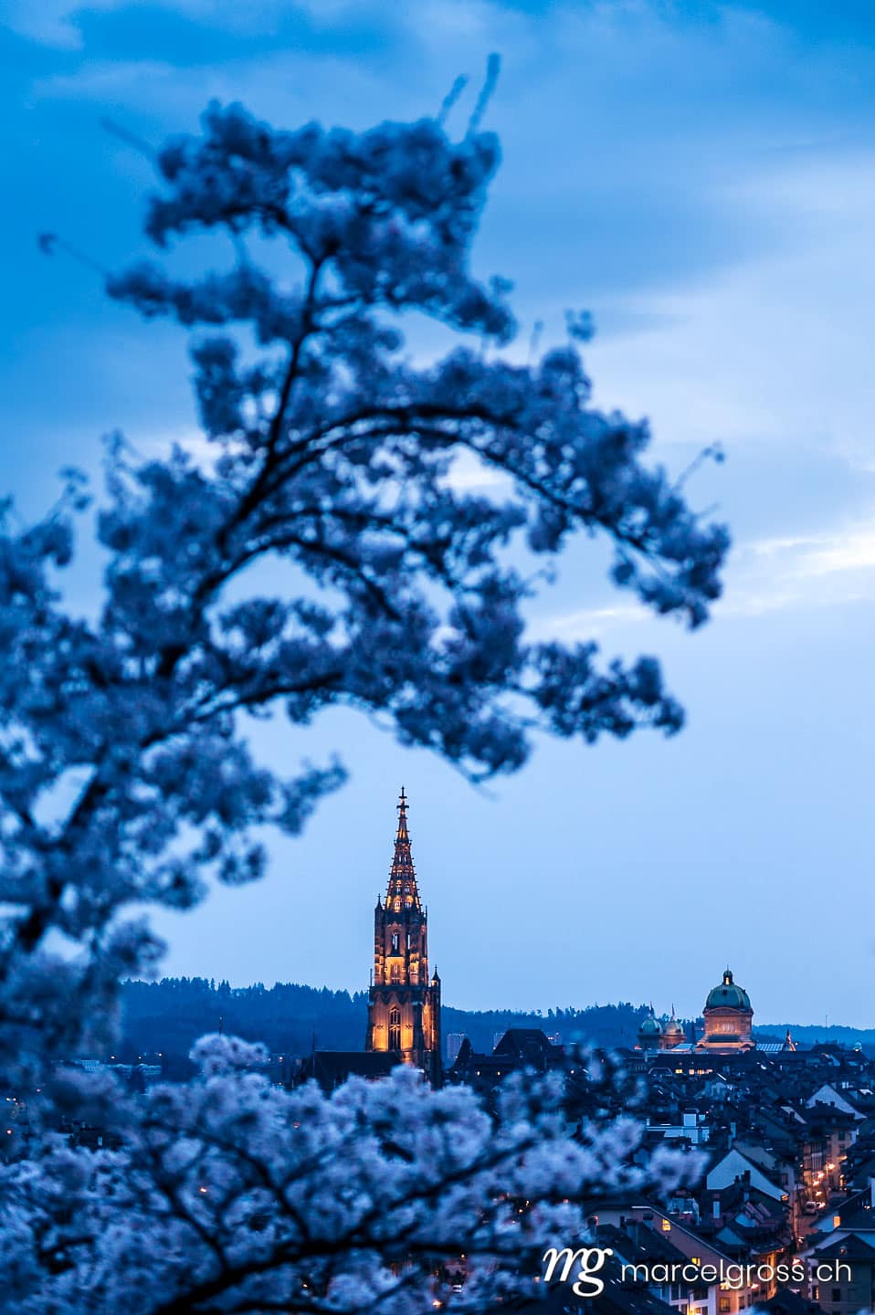 Bern Bilder. historic clocktower of Berner Münster during scenic cherry blossom in Rosengarten at blue hour. Marcel Gross Photography