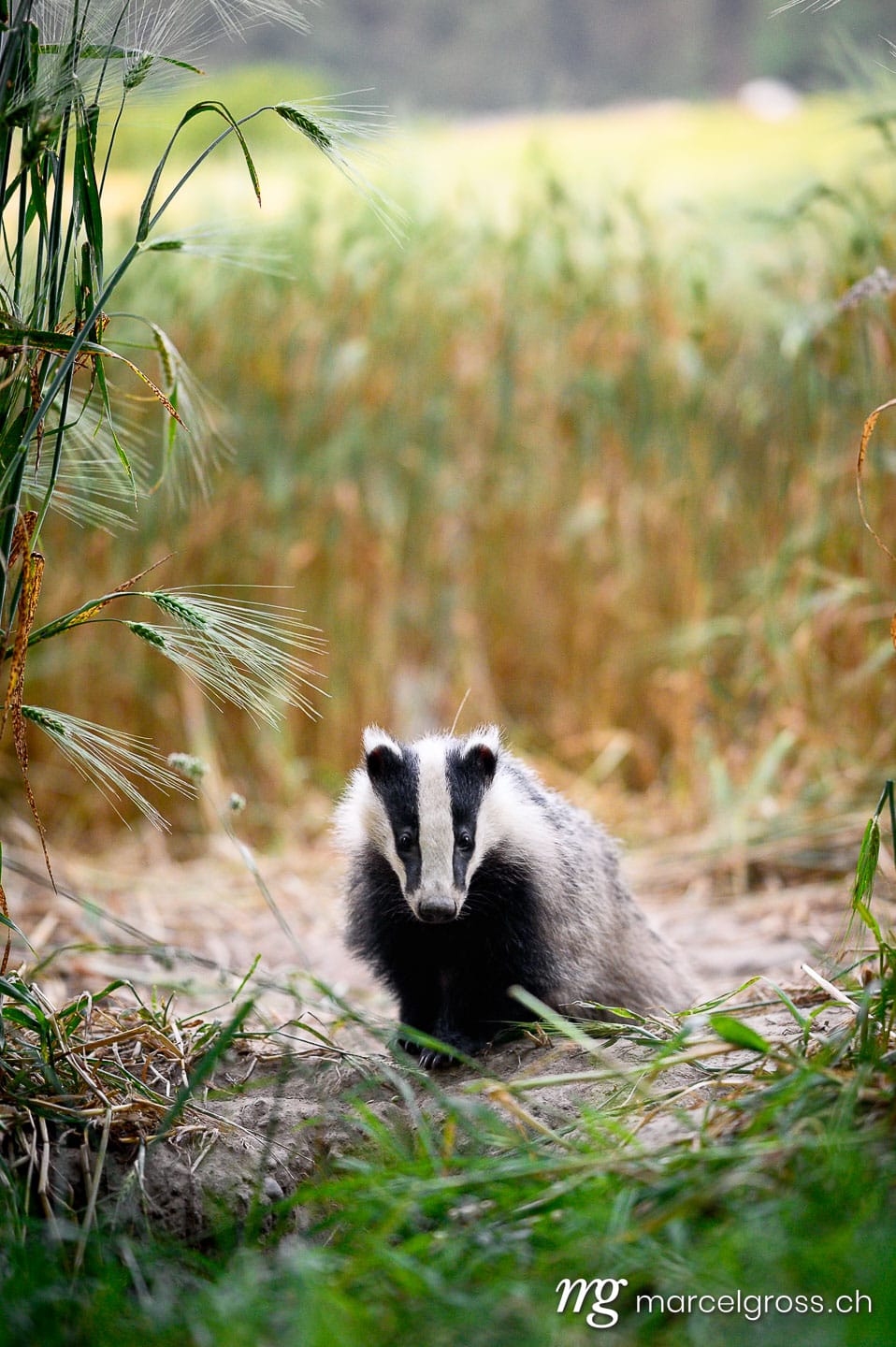 Swiss wildlife. young badger in Emmental. Marcel Gross Photography
