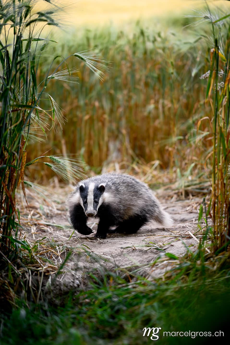 Swiss wildlife. young badger in Emmental. Marcel Gross Photography
