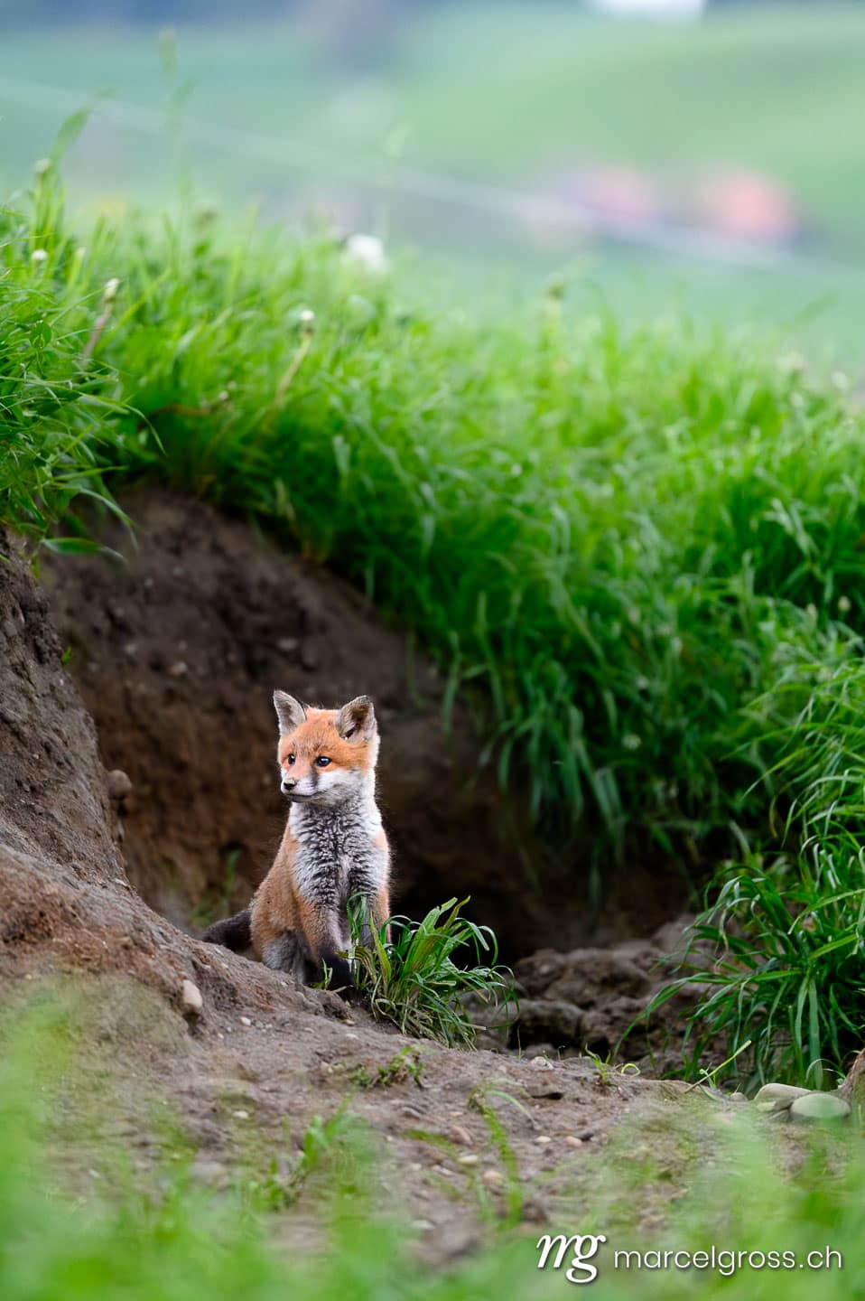 Schweizer Wildtiere. junger Rotfuchs im Emmental. Marcel Gross Photography