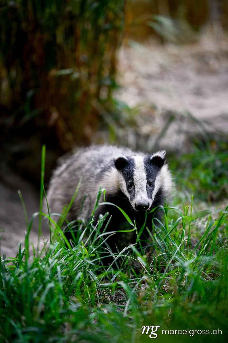 badger pictures. . Marcel Gross Photography