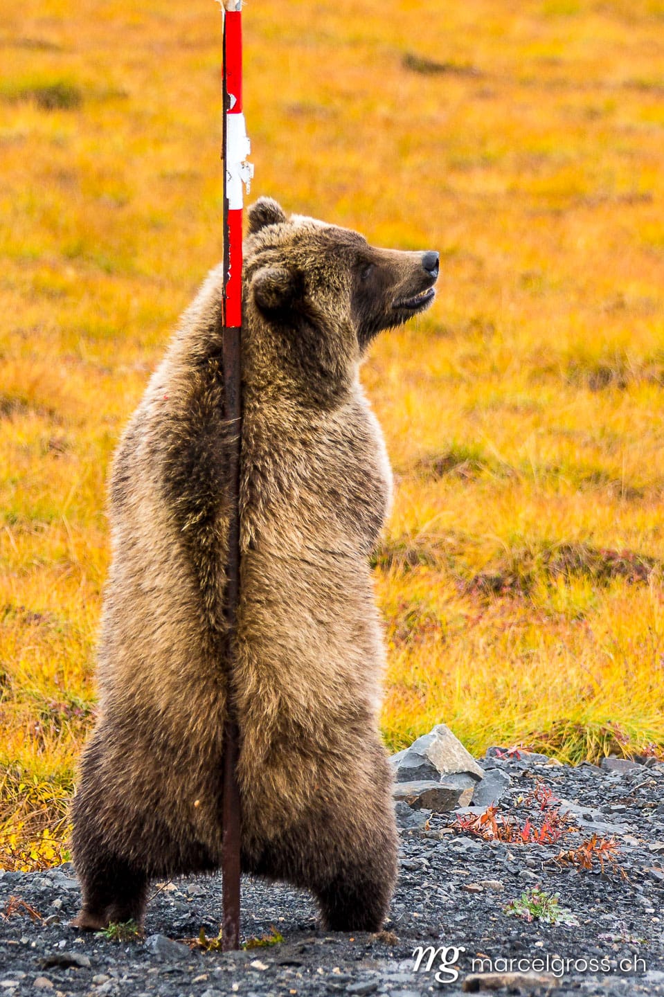 . the back scratch. Marcel Gross Photography
