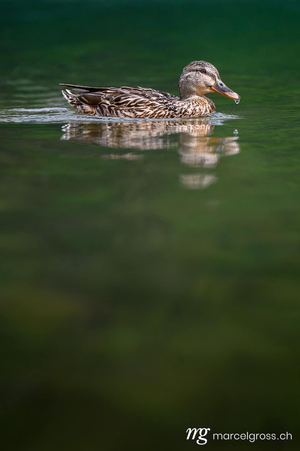 Vogel Bilder Schweiz. portrait of a female mallard (Anas platyrhynchos) with shallow dept of field. Marcel Gross Photography