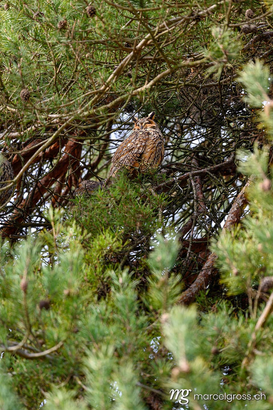 Long-eared owl (Asio otus) in pine tree at Avenches Plage, Switzerland. Wildlife of Switzerland (c) Marcel Gross Photography