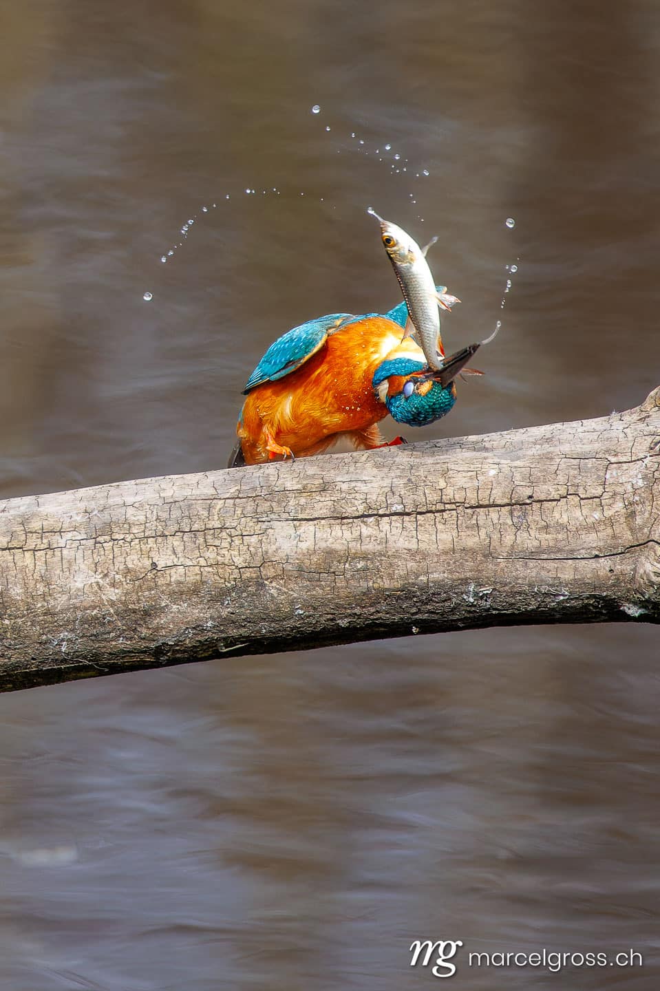 swiss bird pictures. . Marcel Gross Photography