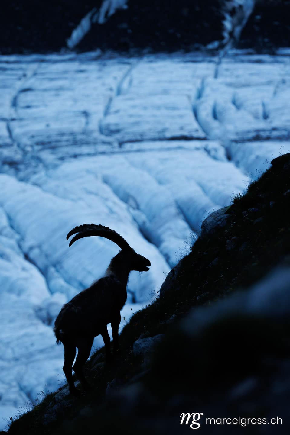 Steinbock Bilder. silhouette of an alpine ibex standing in front of a swiss glacier during blue hour. Marcel Gross Photography