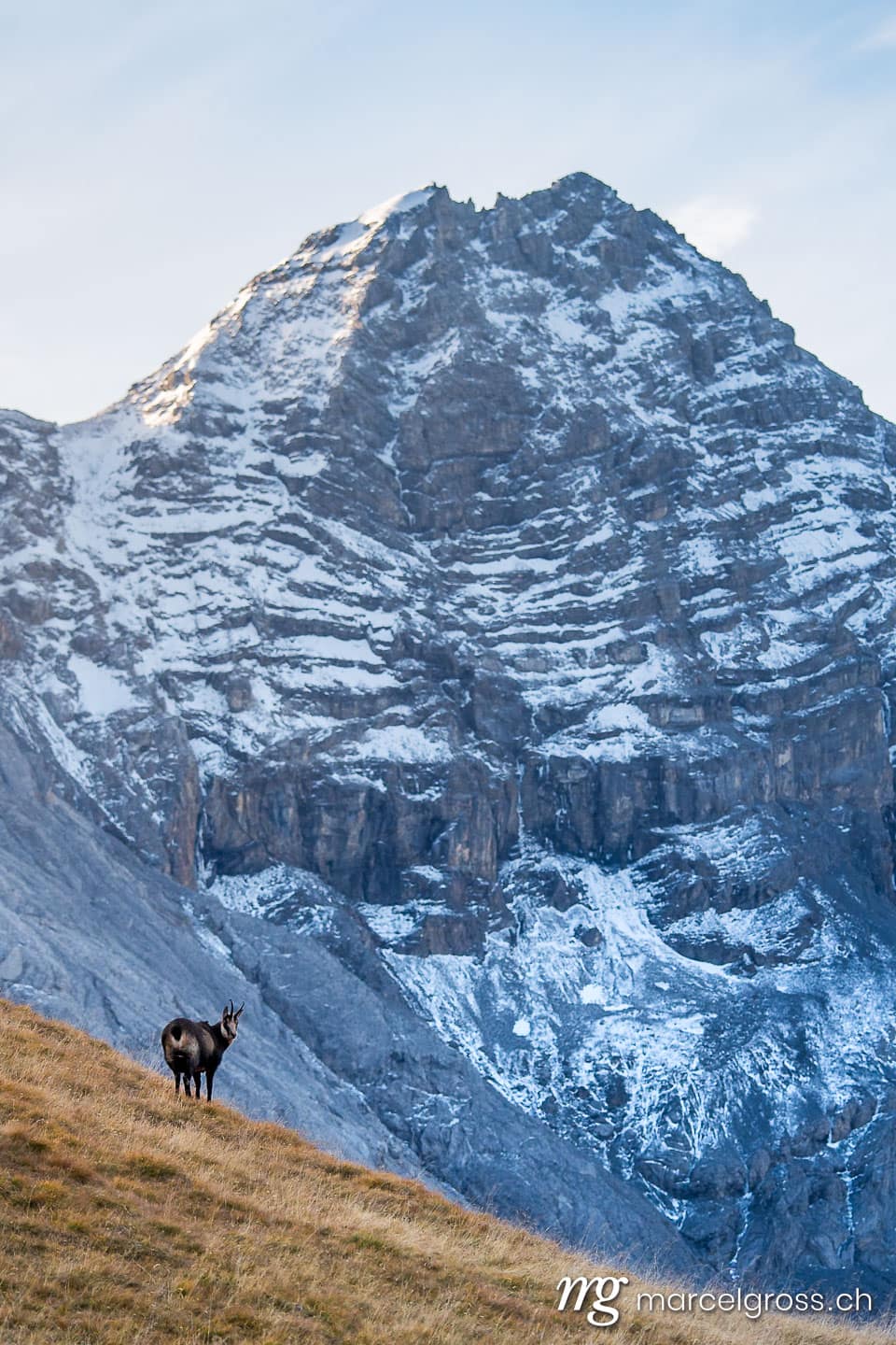 Wildtiere Bilder - marcel gross chamois in front the peak of da lacqua in swiss nationalpark 068