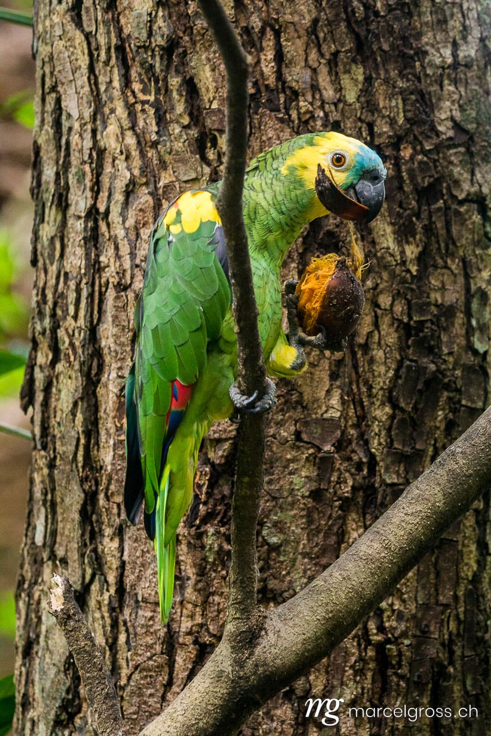 . parrot feeding on palm seed in the bolivian amazon. Marcel Gross Photography