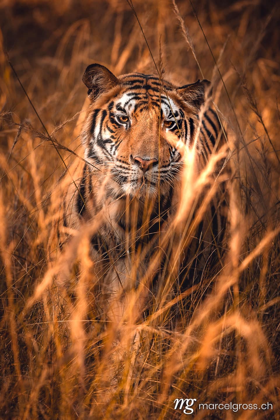 Tiger Bilder. Bengal Tiger in high growing grass in Bandhavgarh National Park, Madhya Pradesh. Marcel Gross Photography