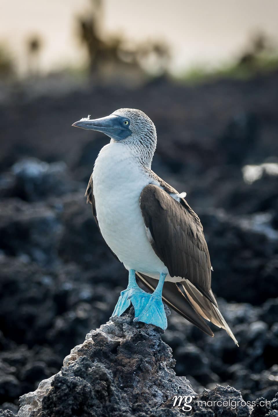 . blue feet. Marcel Gross Photography