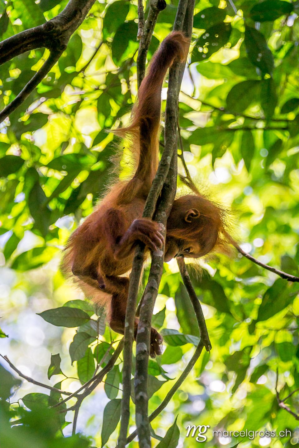 . climbing skills. Marcel Gross Photography