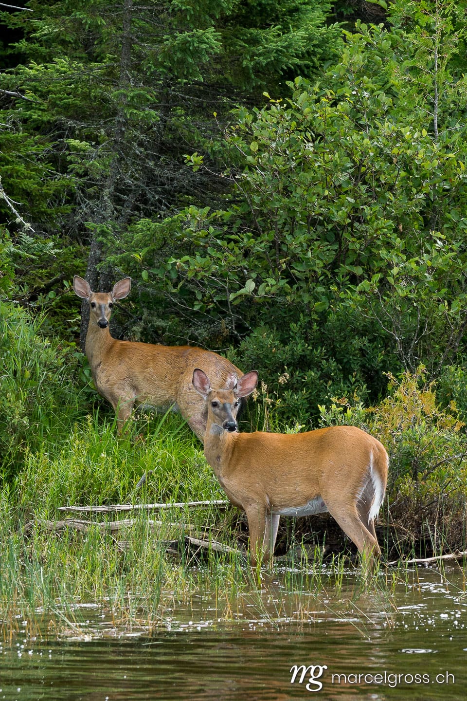 . Deers. Marcel Gross Photography