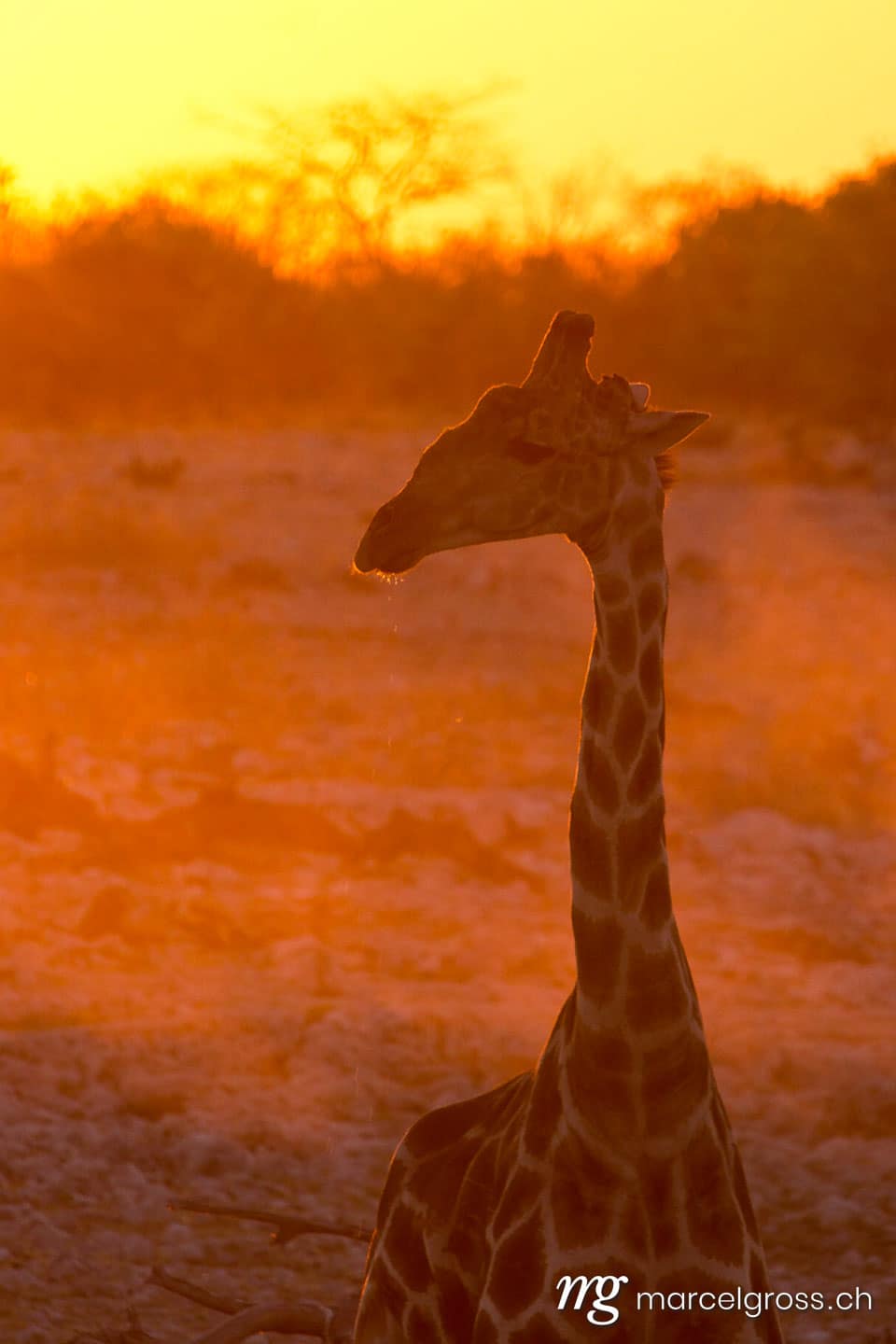 giraffe at sunset