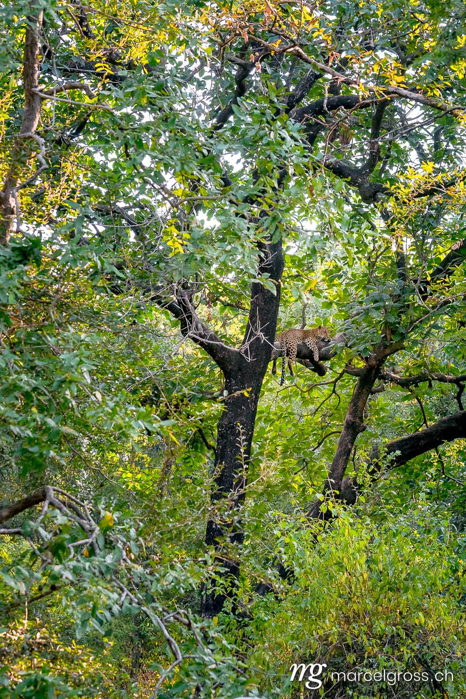 Leoparden Bilder. in the woods of Panna. Marcel Gross Photography