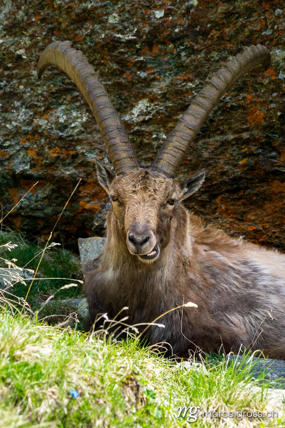 Steinbock Bilder. Majestätischer Alpensteinbock vor Felsen, Grand Paradiso Nationalpark. Marcel Gross Photography