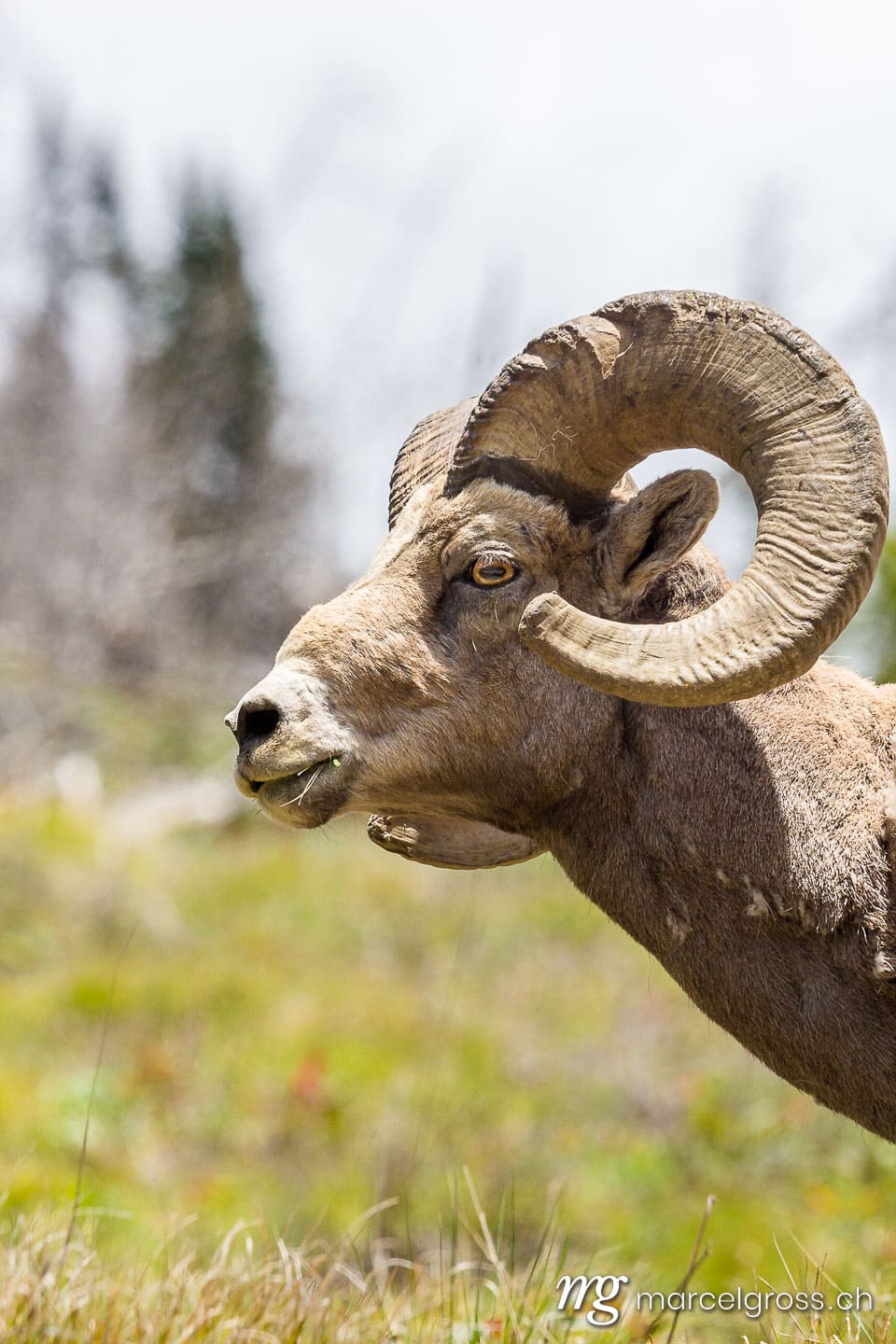 . Portrait eines Bighorn Bockes,  Yellowstone Nationalpark, Wyoming. Marcel Gross Photography