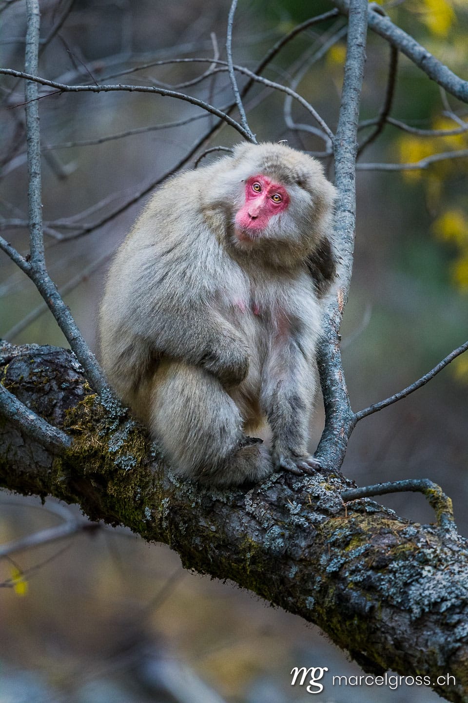 . red faced snow monkey in Kamikochi, Japanese Alps, Chubu Sangaku National Park. Marcel Gross Photography
